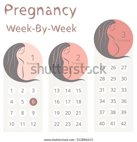 Pregnancy Week By Week Calendar Trimesters Stock Vector (Royalty Free ...