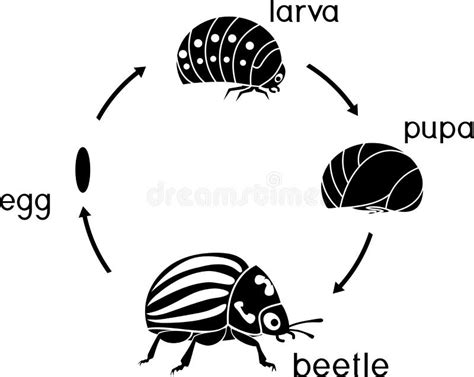 Ciclo De Vida Del Escarabajo De Patata De Colorado O Del Decemlineata