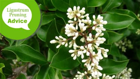 How To Prune Ligustrum & Privet Shrubs & Trees - Wilson Bros Gardens