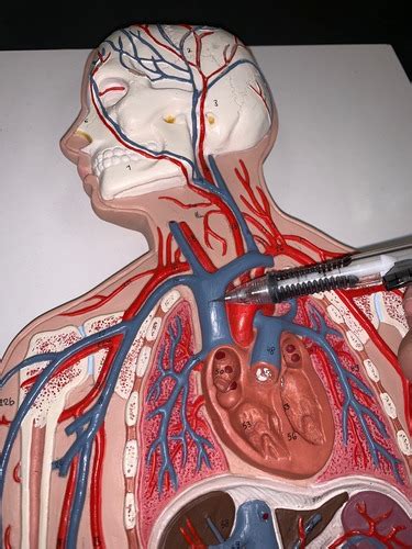 Blood Vessels Veins Models Flashcards Quizlet