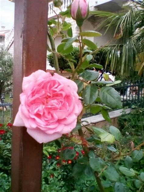 Pin De Angelica Uteixeira Em Bouquets Arrangements With Flowers