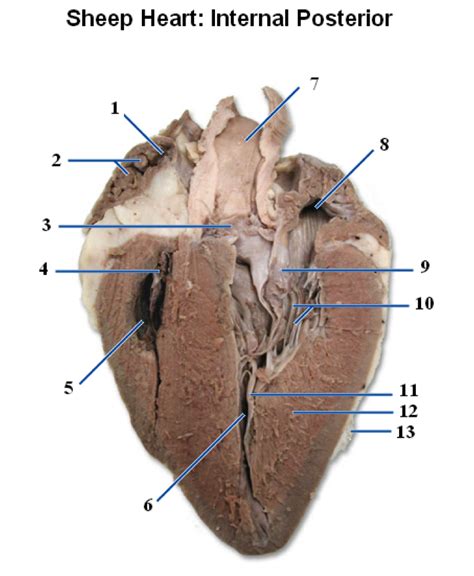 Sheep Heart Internal Posterior Diagram Quizlet