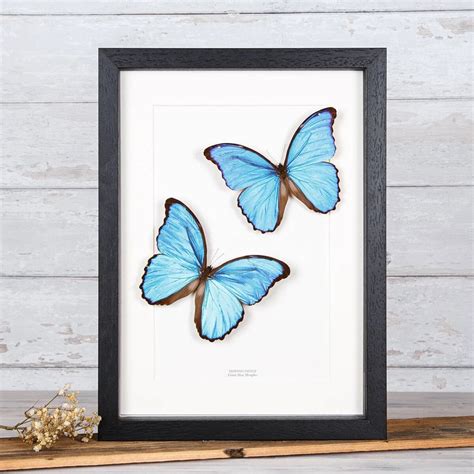 Blue Morpho Butterfly Pair In Box Frame Morpho Didius Etsy Blue