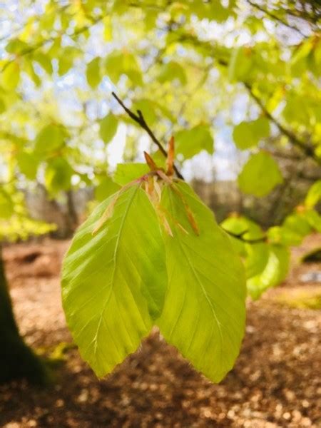 Forest Fact: Edible Young Beech Leaves