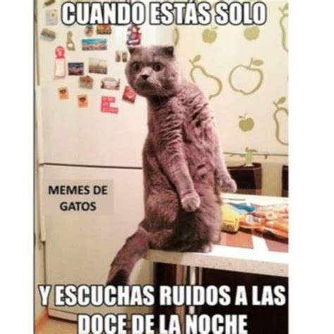 Memes De Gatos 🐱 20 Youtube