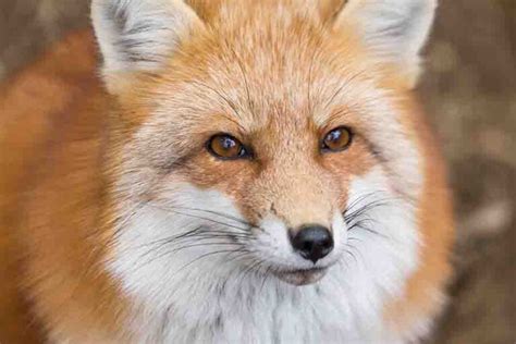 Foxes Eyes: What They Look Like & Their Eyesight