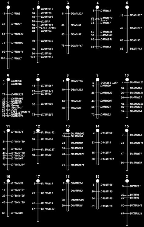 Chromosomal map indicating the genetic positions of simple ...