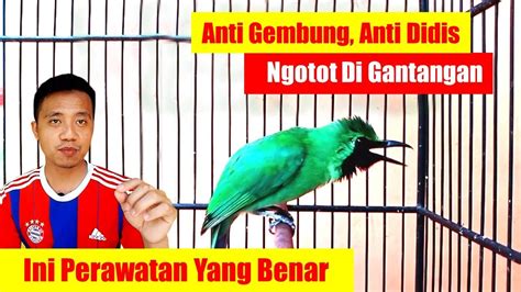 Perawatan Cucak Ijo Untuk Lomba Cara Merawat Cucak Ijo Untuk Lomba