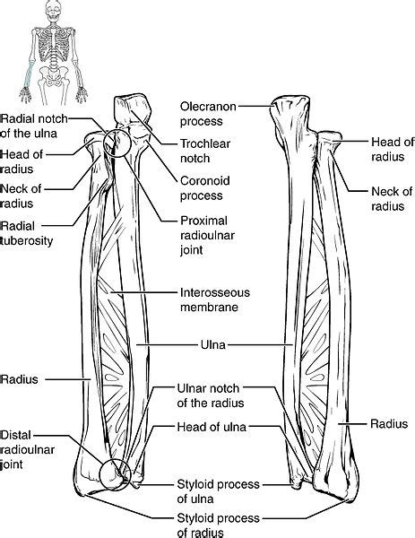 Unterarm Knochen Muskeln Gef E Innervation Lecturio