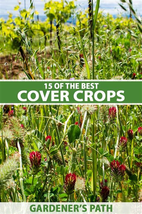 Of The Best Cover Crops For The Home Garden Gardeners Path