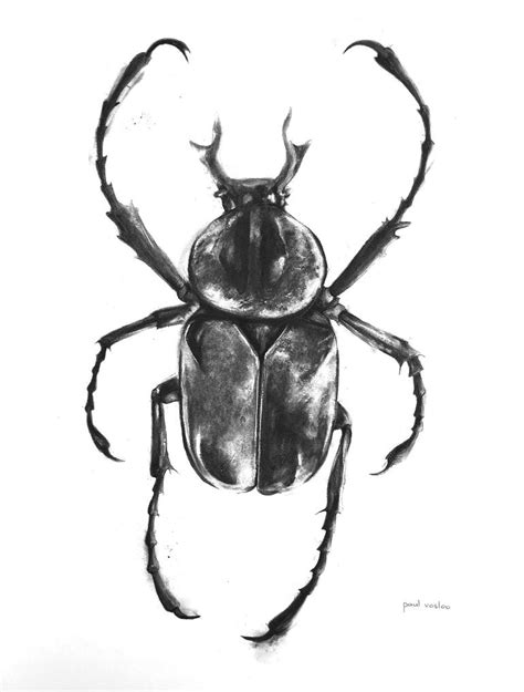 Scarab Beetle I - Coleoptera Drawing by Paul Vosloo | Saatchi Art