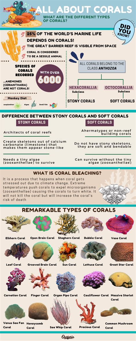 A Colorful Exploration 22 Types Of Coral And Their Beauty