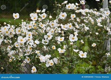 Japanese Anemone Anemone Hupehensis Flowers Stock Photo Image Of