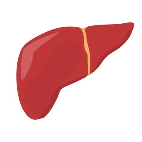 Vector Hep Tico Humano Aislado Imagen Del Concepto De Rgano Interno