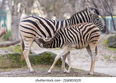 Equus Quaggas Images Stock Photos Vectors Shutterstock