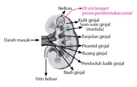 Proses Pembentukan Urine Idschool Net