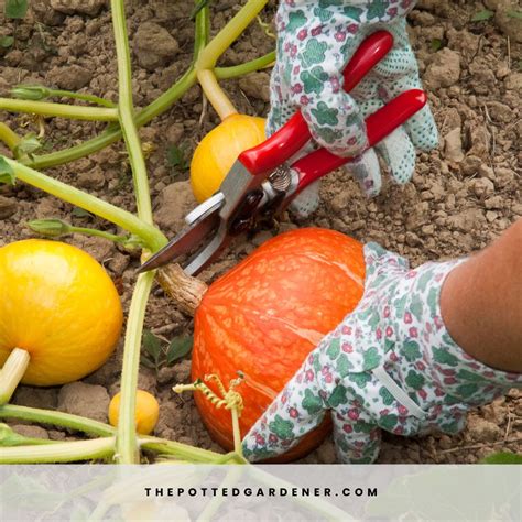 Pumpkin Plant Growth Stages: Your Ultimate Guide To A Bountiful Harvest - The Potted Gardener