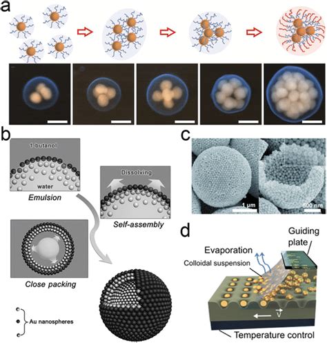 A Schematic Illustration Of Self‐assembly Fabrication Process Of 3d Download Scientific