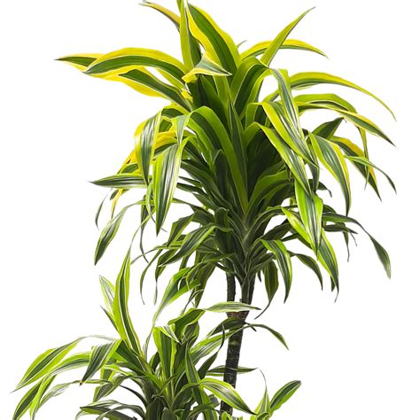 Dracaena Lemon Lime Muddy Trowel