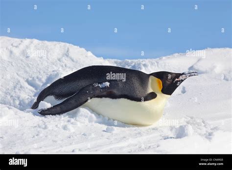 Emperor Penguin Hi Res Stock Photography And Images Alamy