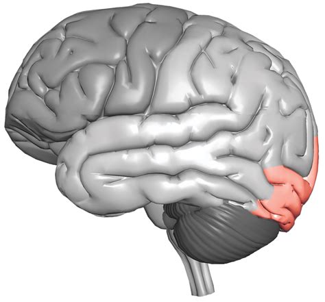 Occipital Lobe Cerescan