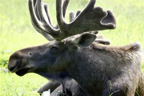 Symbolism Of Moose 11 Surprising Meanings