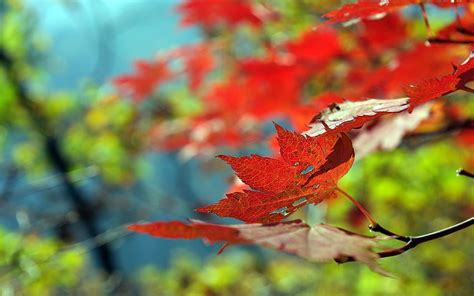 Autumn Leaves Macro Dry Maple Hd Wallpaper Pxfuel