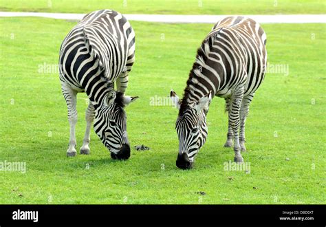 Zebra Eating Grass