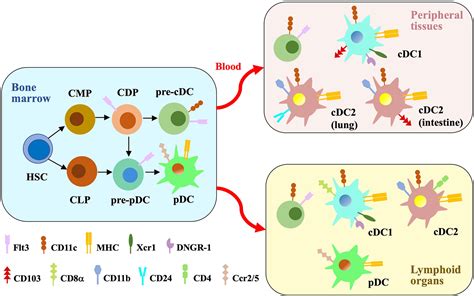 Frontiers Insights Into Dendritic Cell Maturation During Infection