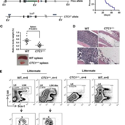 Conditional Deletion Of Ctc1 A Schematic Showing Ctc1 Genomic Locus