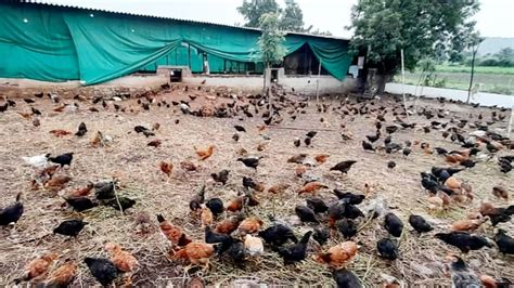 700 Free Range Desi Poultry Farming By Kailash YouTube