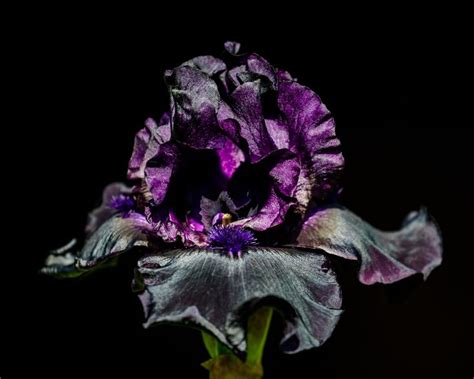 I'm also growing black irises! Here is a "Black is Black" iris | Black ...