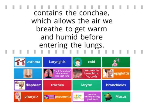 Respiratory System Game Find The Match