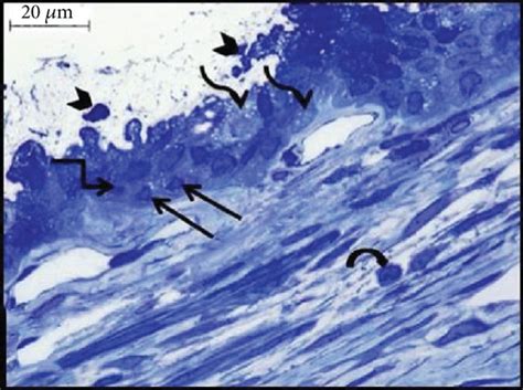 Photomicrographs Of Semithin Sections In The Rat Cornea Showing Group I