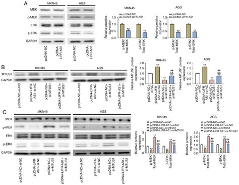 Overexpression Of Lncrna Lifr As1 Blocks The Mekerk Pathway By