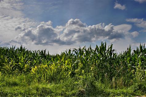 Ladang Jagung Tanaman Pertanian Foto Gratis Di Pixabay Pixabay