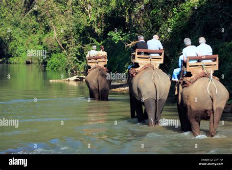 Elephants Wade Through The Ping River At The Chiang Dao Elephant