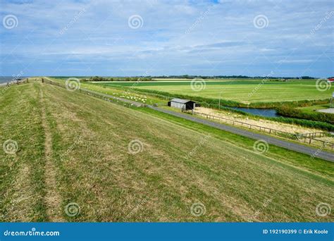 Typical Dutch View Of A With Sheeps Overlooking The Polder With Farms