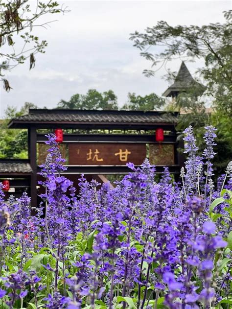 龍崗國家3a級景區1！ 每日頭條