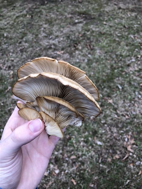 first time finding oysters : r/mycology