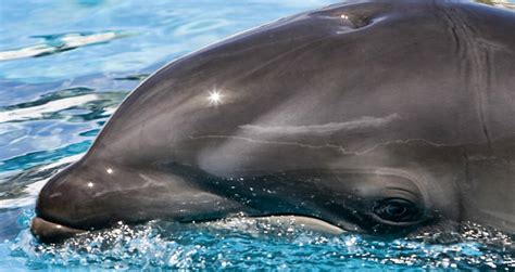 Why The Wholphin Is One Of The World's Rarest Hybrid Animals