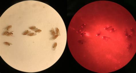 DROSOPHILA GENE DRIVE Naked Scientists