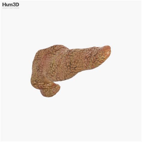 Human Pancreas 3d Model Download Anatomy On