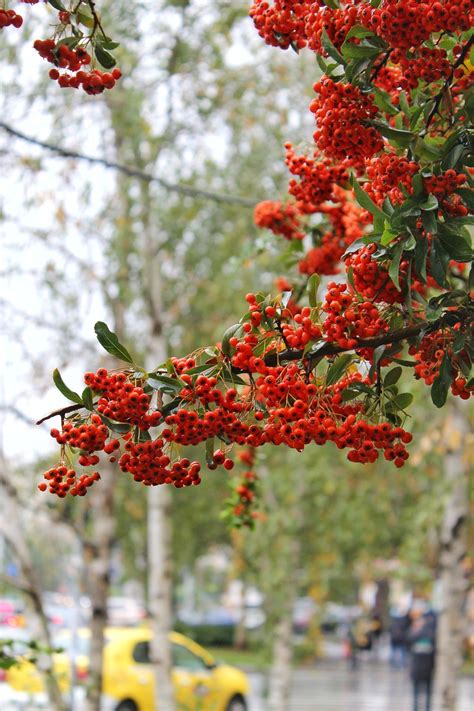 Sea Buckthorn Berries Tree - Free photo on Pixabay - Pixabay