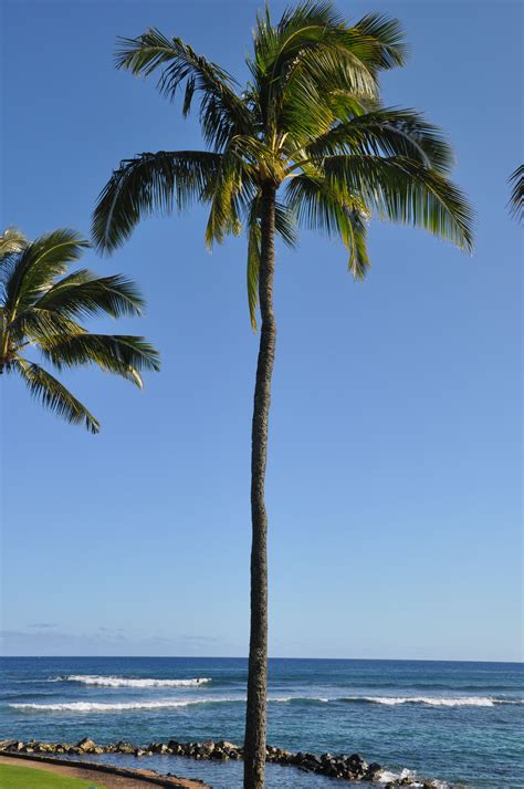 Pin By Marion Rolleston On Trees In 2024 Hawaii Adventures Beautiful