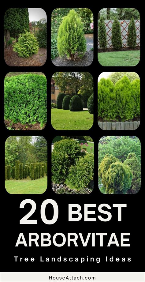 Creative Arborvitae Landscaping Ideas