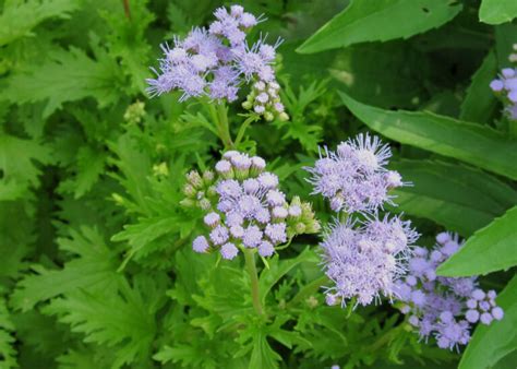 Greggs Blue Mistflower Newest Texas Superstar AgriLife Today