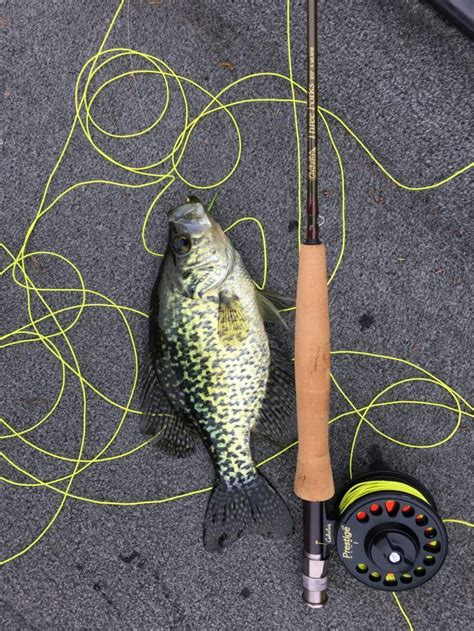 Expert Crappie Fishing Tips And Information