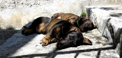 Nino et Pilou Lou Cassaïre bernard BONIFASSI Flickr