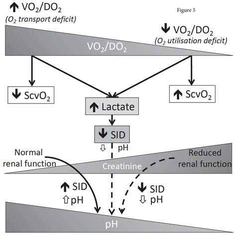 Understanding Lactate In Sepsis Implications For Early Management